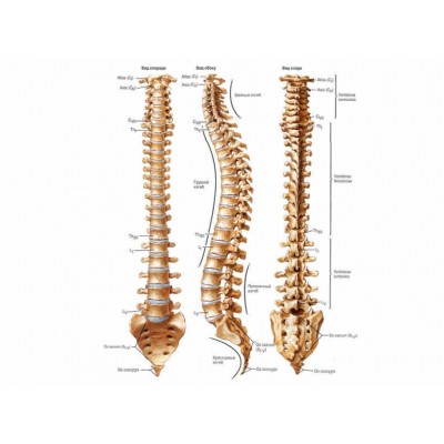 Восстановление здоровья позвоночника